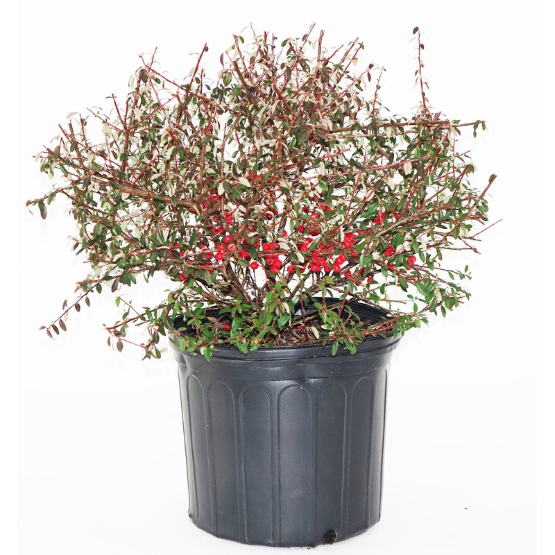 Cotoneaster dammeri 'Coral Beauty' (Coral Beauty Cotoneaster) Shrub, 3 -