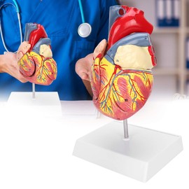 Human Heart Model 48 Anatomical Internal Structures Medical Heart Model Anatomically Precise Numbered in 2 Parts 3 x Removable Parts for Educational Purposes