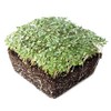 Yellow Mustard Microgreens Seeds - 25 Lb Bulk ~4.8M Seeds