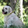 Slip Lead Rope Dog Leash Heavy Duty for Training, Nylon