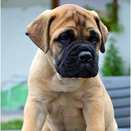 Bull Mastiff Dog Greeting Card - Square