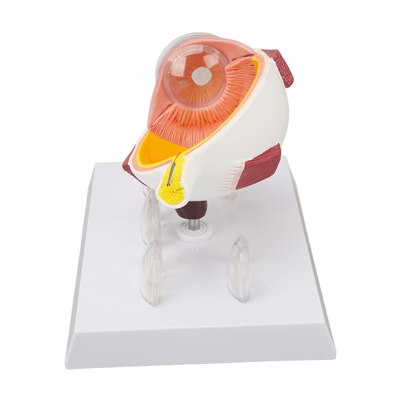 Enlarged Human Eye Anatomical Model Accurate Shows Optic Nerves Cornea