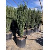 Ilex crenata 'Sky Pencil' Holly (3 Gallon)