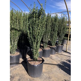 Ilex crenata 'Sky Pencil' Holly (3 Gallon)