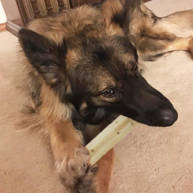 Himalayan Pet Supply Himalayan Dog Chew