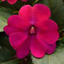 Park Seed Solarscape Magenta Bliss Interspecific Impatiens Seeds, Pack of 15 Seeds