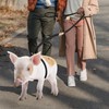 Mini Pig Harness & Leash, Adjustable 8 Feet Long Rope