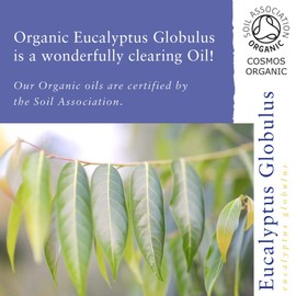 Absolute Aromen Organic Eucalyptus Globulus Oil 10 ml