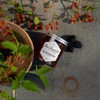 Bee Inspired Raw Blackberry Blossom Honey - Pure Honey Harvested