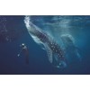 Slipins Dive Skins - Whale Shark Zippered - L