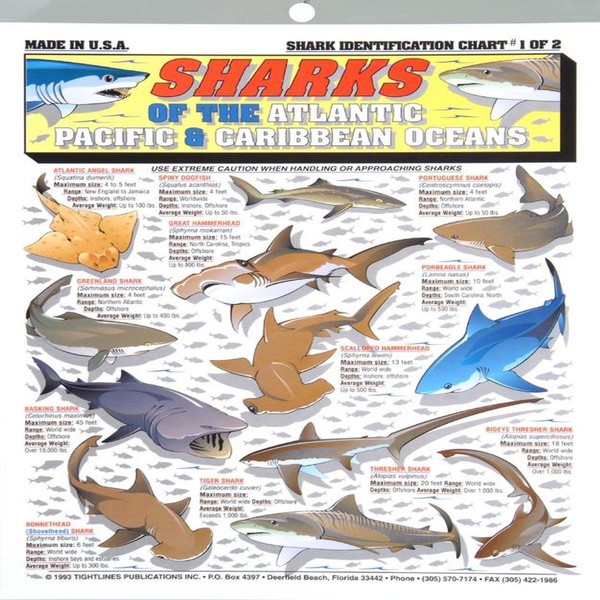 Fishermans Shark Identification Chart #1
