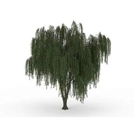 CZ Grain Dwarf Weeping Willow Tree Cutting - Burning Bush Weeping Willow - Unique and Sma