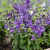 Outsidepride Angelonia Serena Blue - 15 Seeds