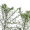 2 Coastal Redwood Trees – Live Plants – Sequoia sempervirens