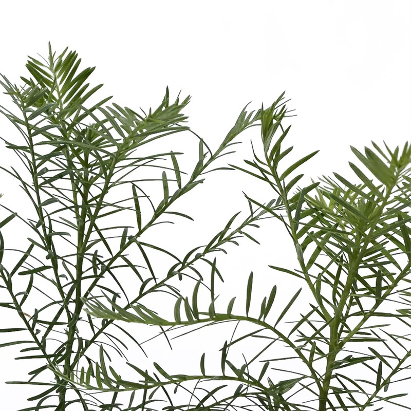 2 Coastal Redwood Trees – Live Plants – Sequoia sempervirens