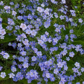 Eden Brothers Perennial Blue Flax Seeds