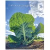 キューサイ 青汁 ケール 粉末 420g 約30日分 2袋まとめ買い