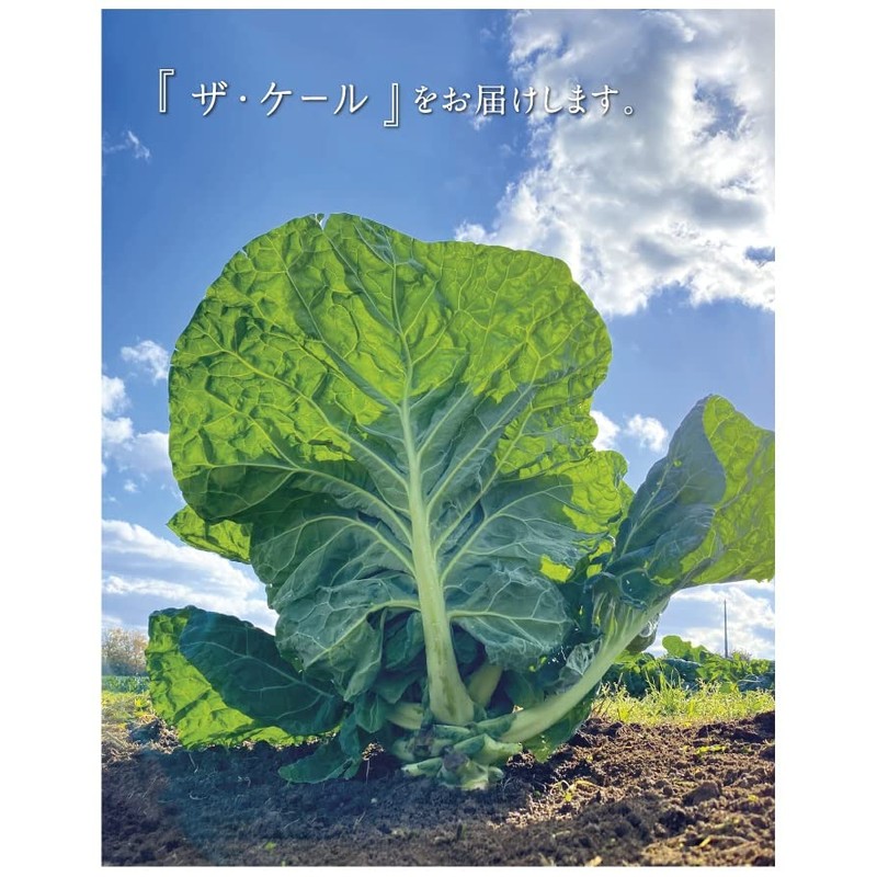 キューサイ 青汁 ケール 粉末 420g 約30日分 2袋まとめ買い