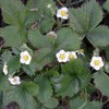 Alpine Strawberry Perennial - 25 Plants - Fragaria