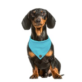 Spoilt Rotten Pets Turquoise White Star Small Dog Size, Tied Neckerchief Dog Bandana Fancy Dress Dog Costume (Small Fits Up To 16" Neck, White Tiny Star Pattern Turquoise)