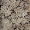 Reindeer Moss Lichen - Natural Preserved Dried - 500 Grams