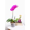 rePotme 4 inch Orchid Pot 3 Pack - Slotted Orchid