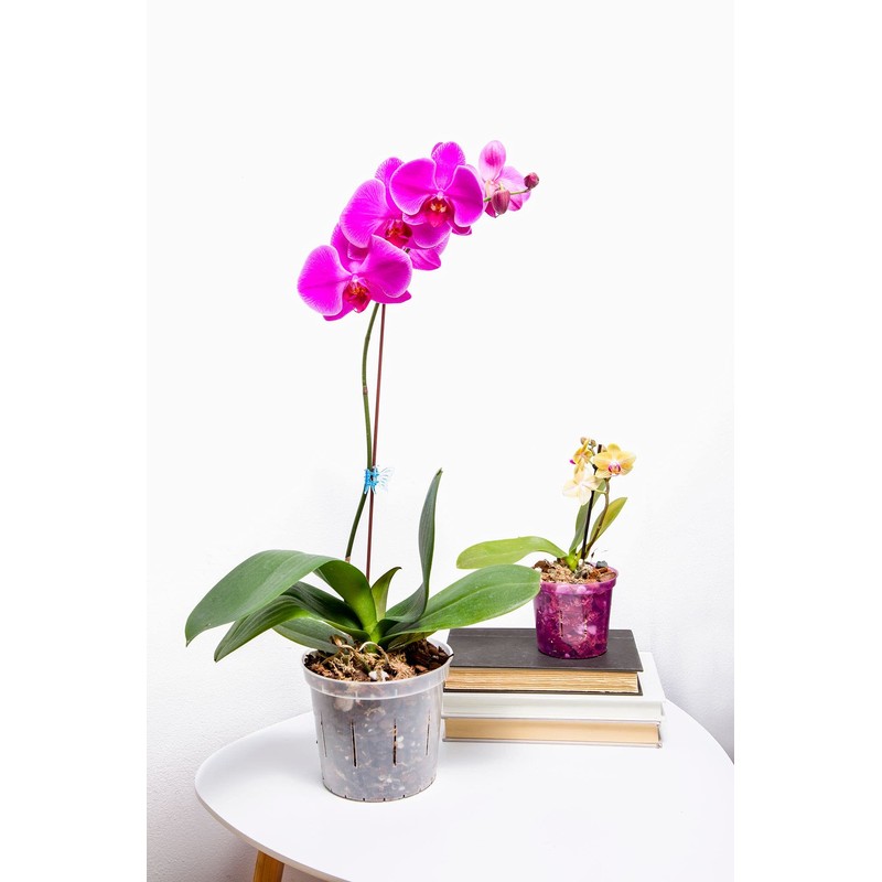 rePotme 4 inch Orchid Pot 3 Pack - Slotted Orchid