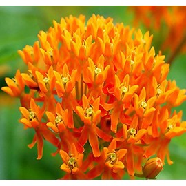 Big Pack - (1,000) Butterflyweed Milkweed Seeds, Asclepias tuberosa (Big Pack Butterflyweed Milkweed)