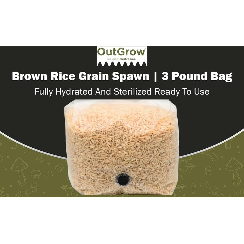 Premium Brown Rice Mushroom Spawn Bag | Sterilized Grain Spawn