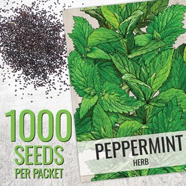 Seed Needs Mint Seeds for Planting Spearmint & Peppermint - Non-GMO Heirloom & Untreated Herb Seed to Plant an Indoor/Outdoor Culinary Medicinal Garden (Collection of 2 Packets)