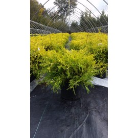 Green Promise Farms CHAMAECYPARIS PISIFERA `Vintage (Cypress) Evergreen, 3-Size Container, Gold Foliage