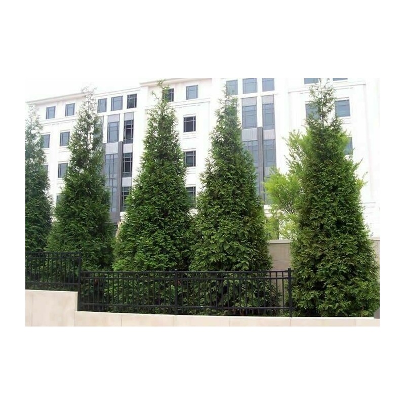 Arborvitae Green Giant 12-18" Tall Live Plant in 4" Pot