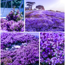19000+Mixed Creeping Thyme Seeds for Planting Outdoor-Non-GMO Thymus Serpyllum Flowers Plant in Your Home Garden Backyard