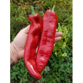 Homemade Guajillo Chili Powder 4oz / MEXICAN CUISINE / ORGANIC / FLORIDA GROWN