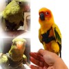 Bird Harness Leash Elastic Easy To Wear Portable Bird Traction
