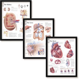 Set of 3 Framed Medical Posters The Kidney The Liver and The Heart 22"x28" Wall Diagrams of Organs