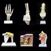Human Hand Skeleton Model on Base, Hand Bone,Life Size, Articulated
