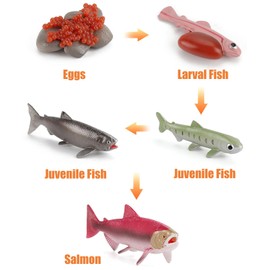 MIKNEKE Montessori Life Cycle Animal Figurines Learning & Education Toys, Plastic Insect Life Cycle Toys for Kids, Preschool Learning Activities for Toddlers (Salmon)