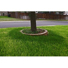 St. Augustine 'Floratam' 3 Inch Sod Plugs - 72 Extra Large Live Plugs - Drought, Salt and Shade Tolerant Turf Grass