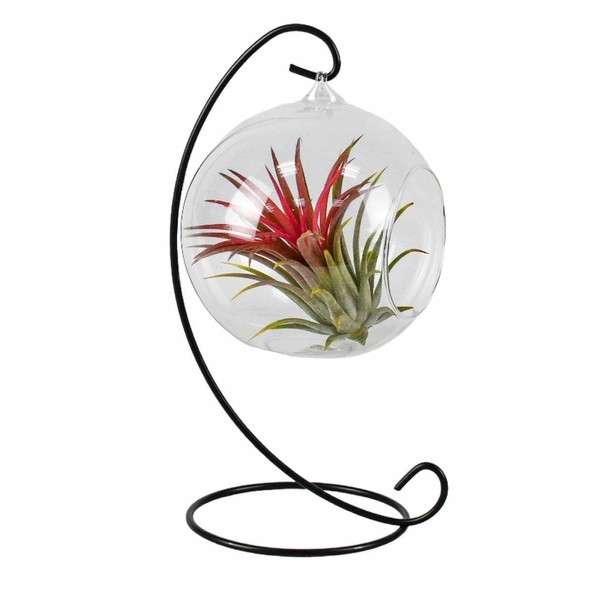 Hanging Glass Globe Ball with Large Air Plant - Airplant Holder with Frame, Glass Terrarium with Succulents