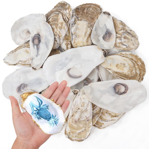 25PCS Flat Oyster Shells 3"-5" Medium to Large Oyster Shells