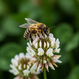 Premium Coated White Dutch Clover Seed – Versatile Lawn Alternative, Ground Cover, & Pollinator-Friendly – Nitrogen-Fixing & Drought-Resistant – Great for Lawns, Pastures, and Food Plots (5LB)