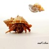 Luckybaby Shell Hermit Crab Shells Medium Small Mini Turbo Seashell