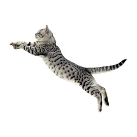 Bargain Max Decals Jumping Cat Kitty Love Window Laptop Car Sticker 6"