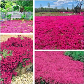20000+ Creeping Thyme Seeds for Planting - Creeping Thyme Seeds Non-GMO Perennial Flower Ground Cover Plant Landscaping