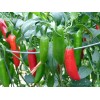 Southeast Seeds Serrano Hot Chili Pepper Seeds, NON-GMO, Salsa, Pico