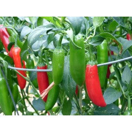Southeast Seeds Serrano Hot Chili Pepper Seeds, NON-GMO, Salsa, Pico de Gallo, FREE SHIPPING - 16k Seeds or 1/4 LB