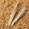 Chamgoods 호라산밀 복합 효소 골드 밸런스 150g 3통 Horasan Wheat