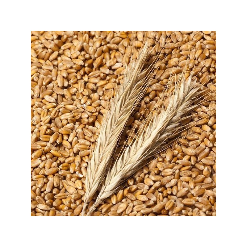 Chamgoods 호라산밀 복합 효소 골드 밸런스 150g 3통 Horasan Wheat