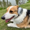 derYEP Dog Earmuffs GEN2 for Hearing Protection 30dB NRR Ear